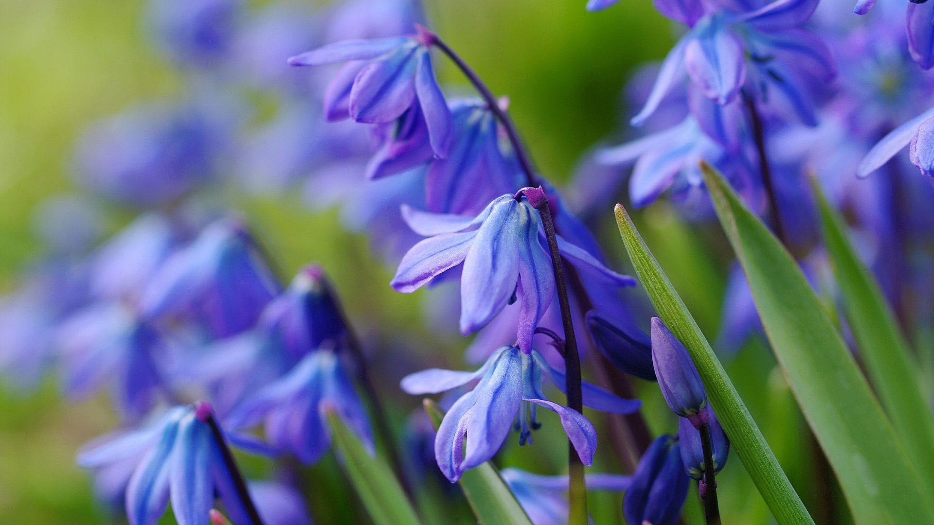 Wallpaper Primrose, blue flowers, close up