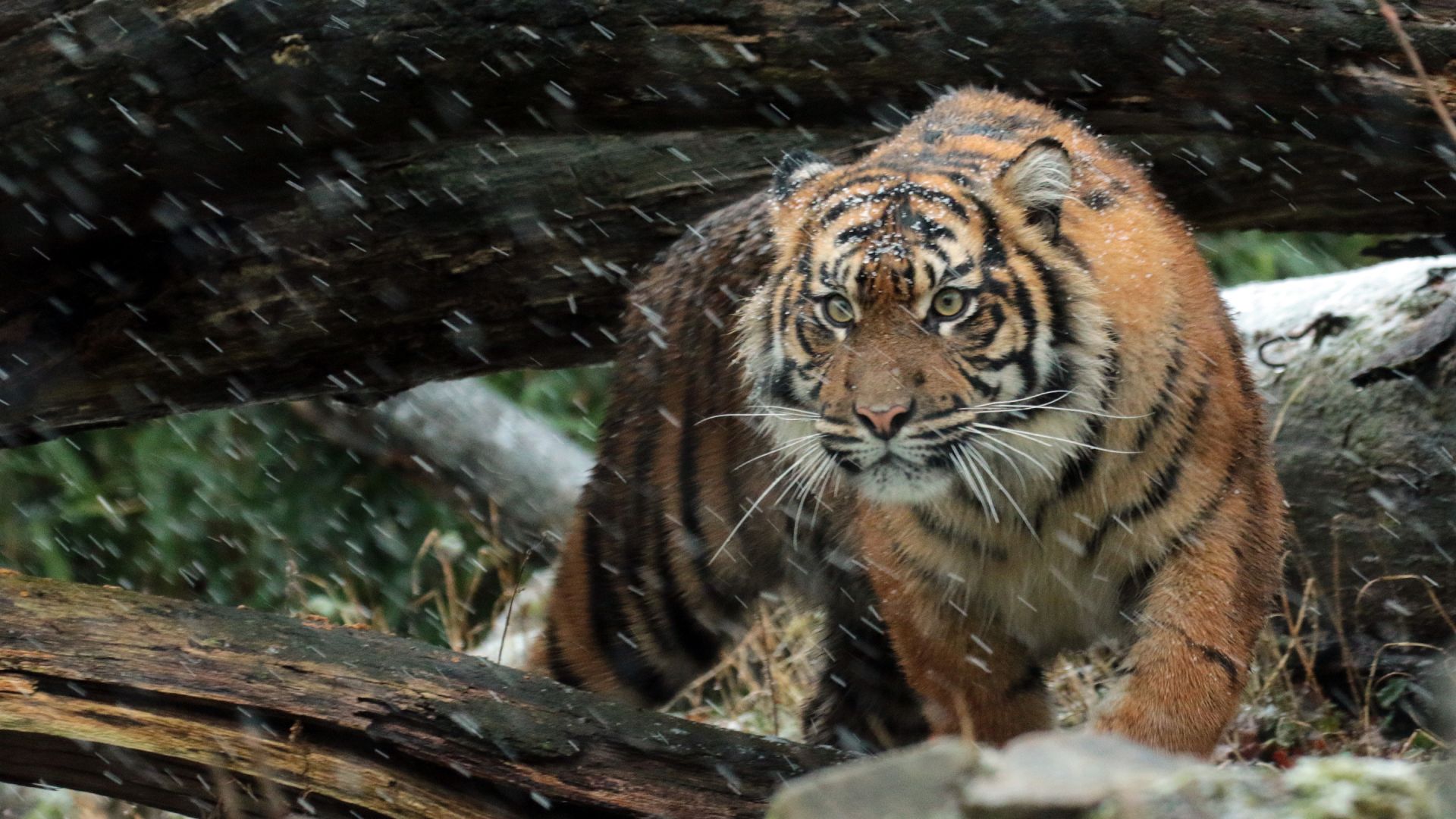 Wallpaper Wild Sumatran tiger