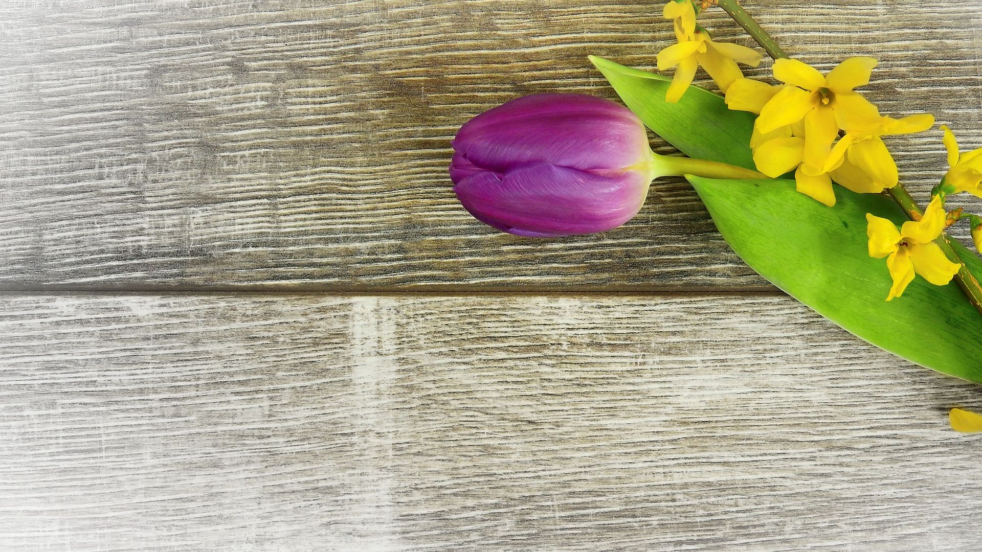 Wallpaper Tulip flower on table, yellow flowers