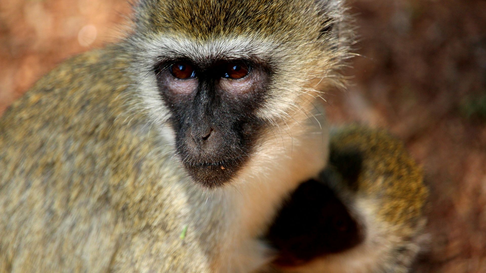 Wallpaper African monkey, wild animal, muzzle