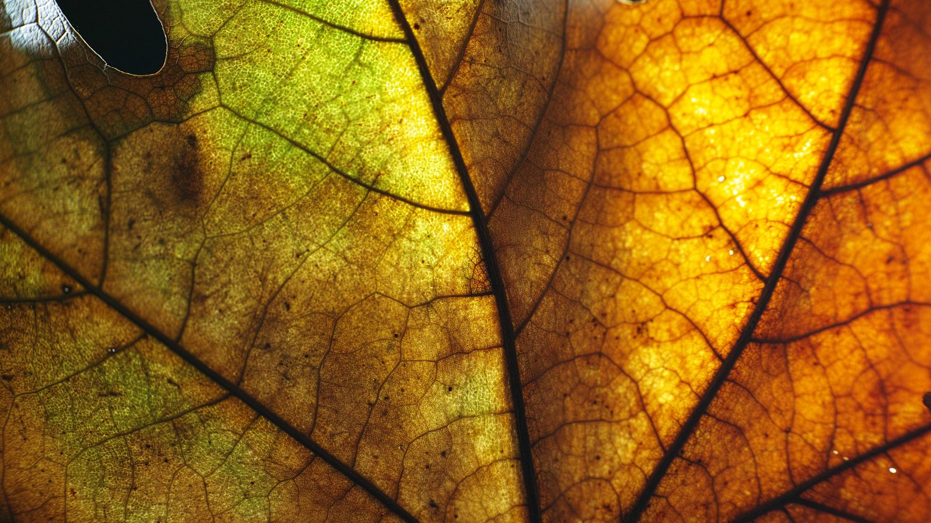 Wallpaper Maple Leaf, veins, close up