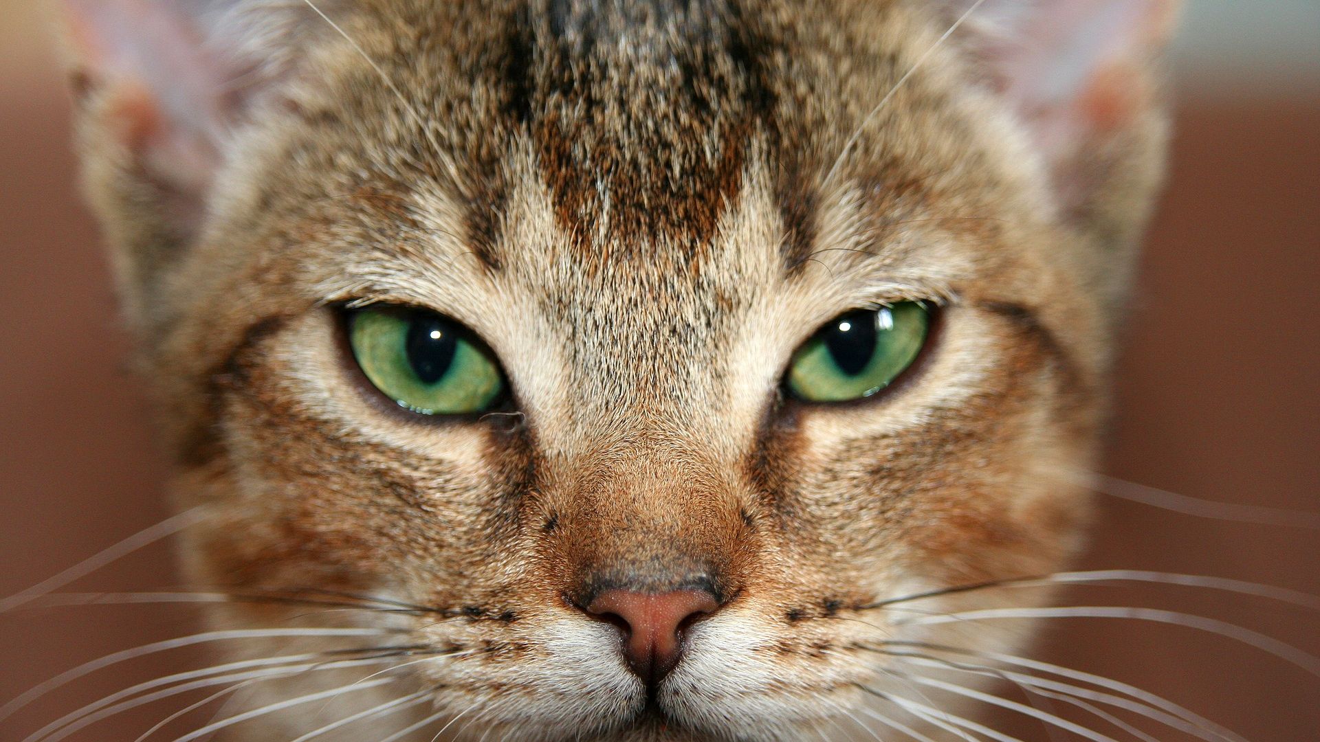 Wallpaper Fur, muzzle, cat, animal, green eyes