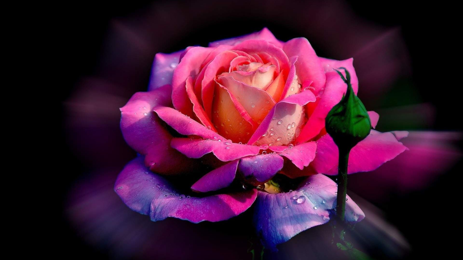 Desktop Wallpaper Beautiful Rose Flower, Hd Image, Picture, Background,  Gpzkwv