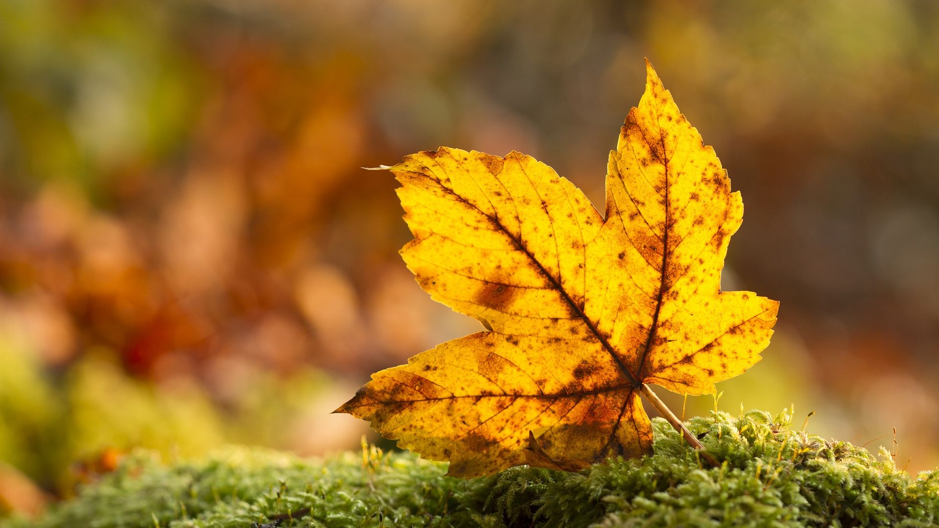 Wallpaper Dry, Maple leaf, fall, autumn