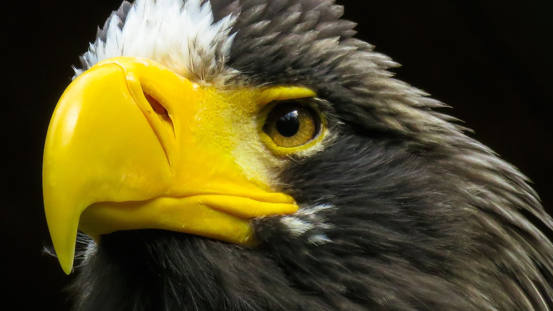 Wallpaper Eagle, yellow beak, predator, beak