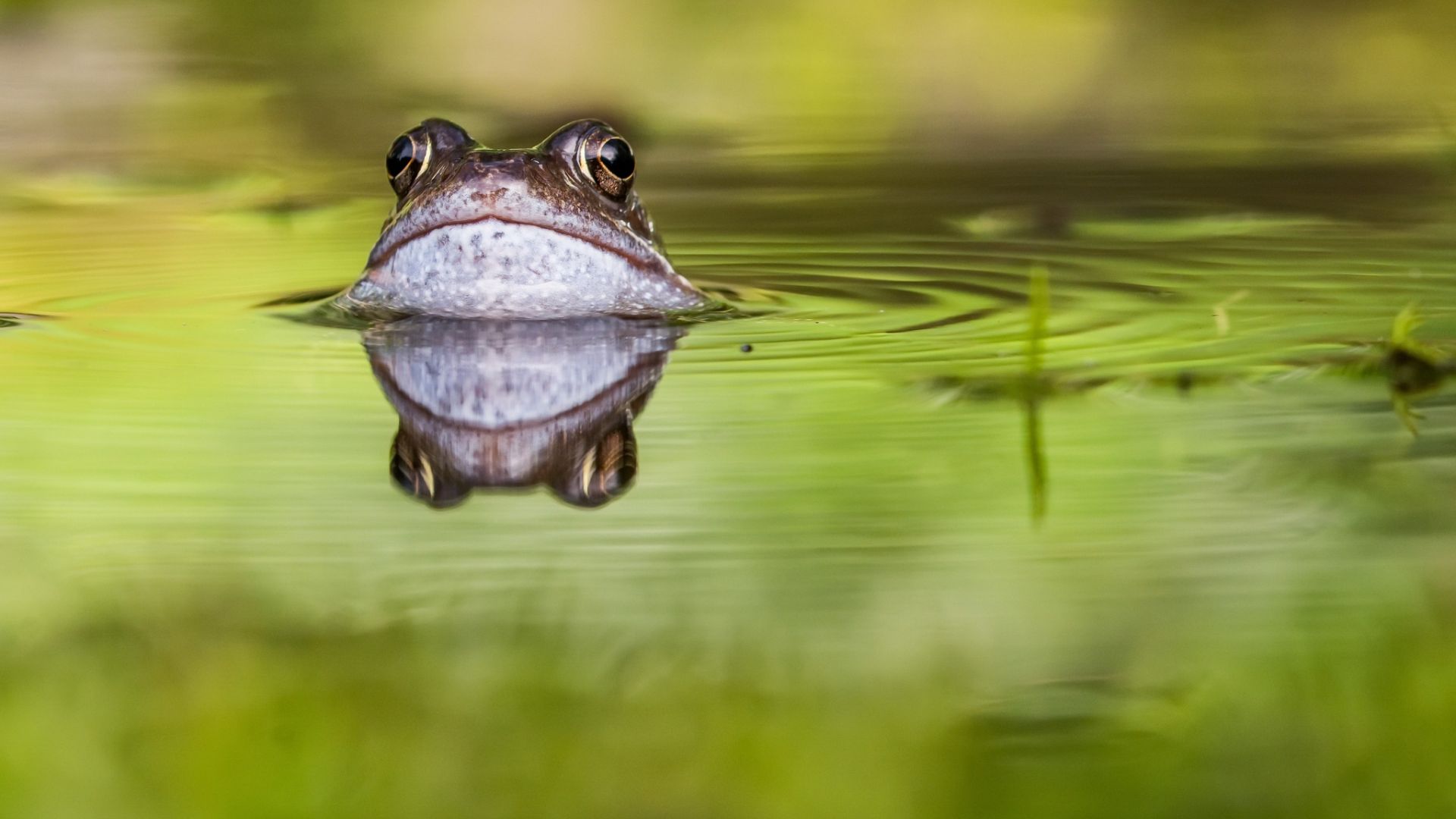 Wallpaper Green lake, frog, reflections
