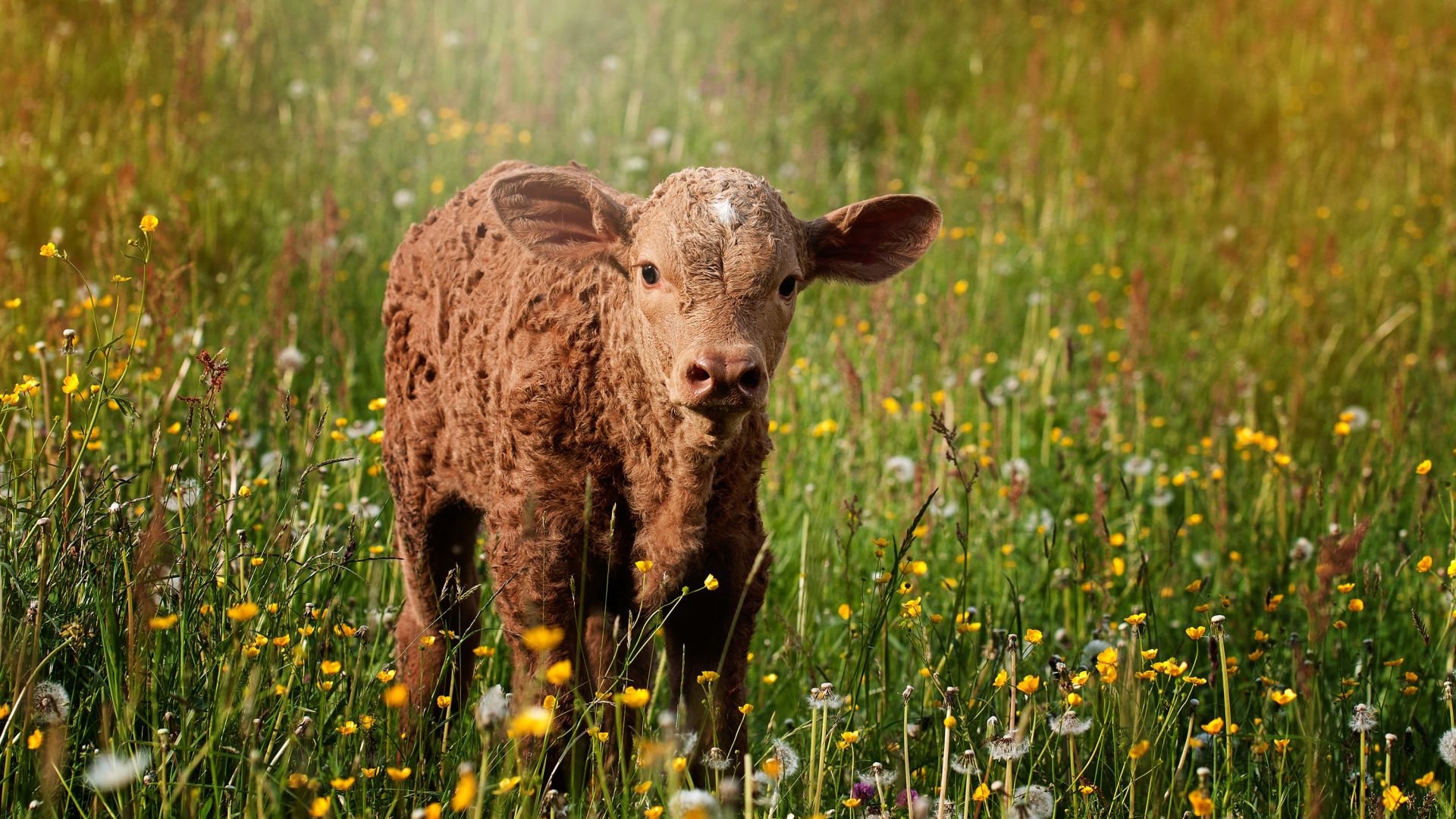 Wallpaper Baby cow, meadow