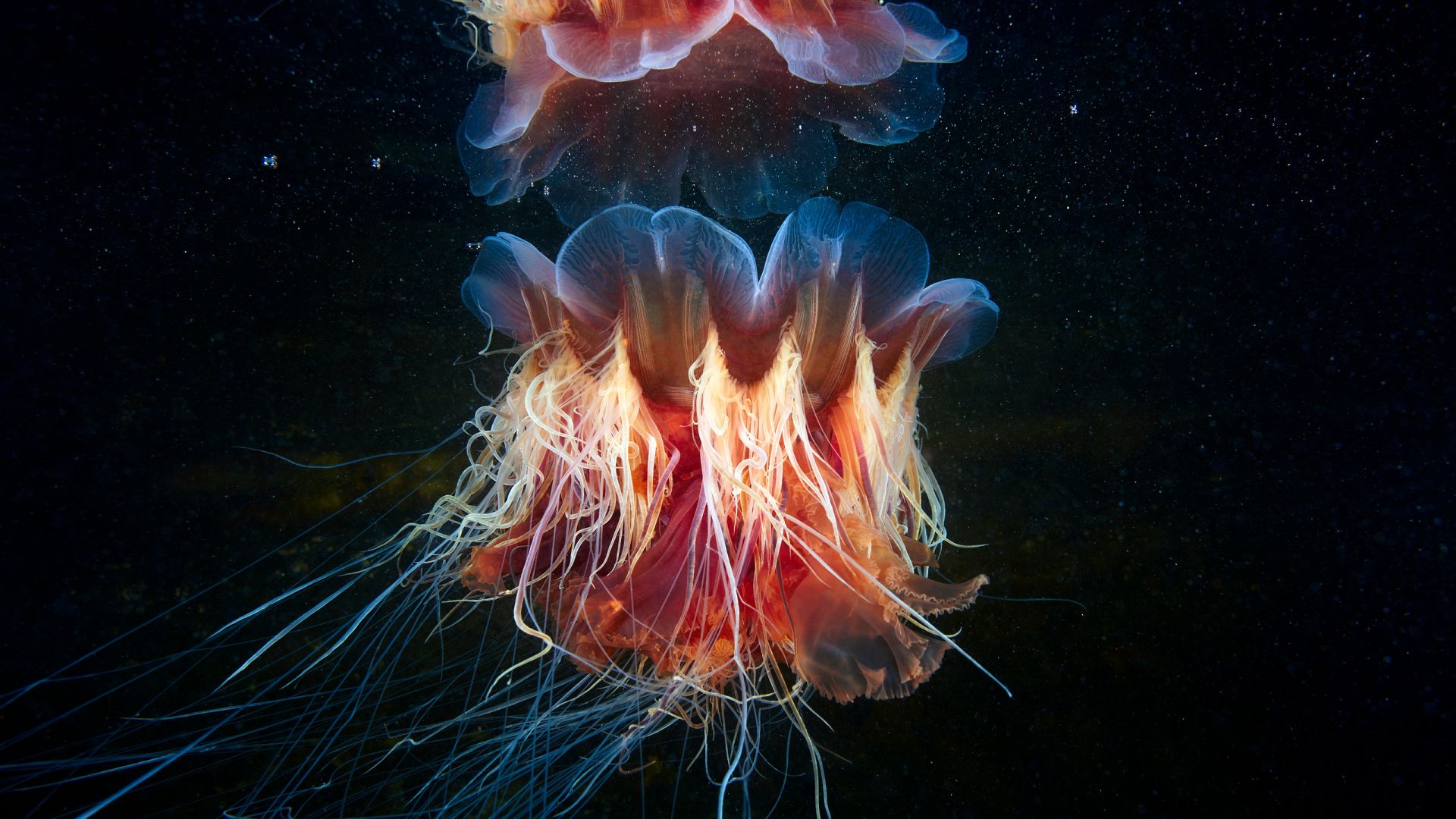 Wallpaper Lion's mane jellyfish, fish, underwater, colorful