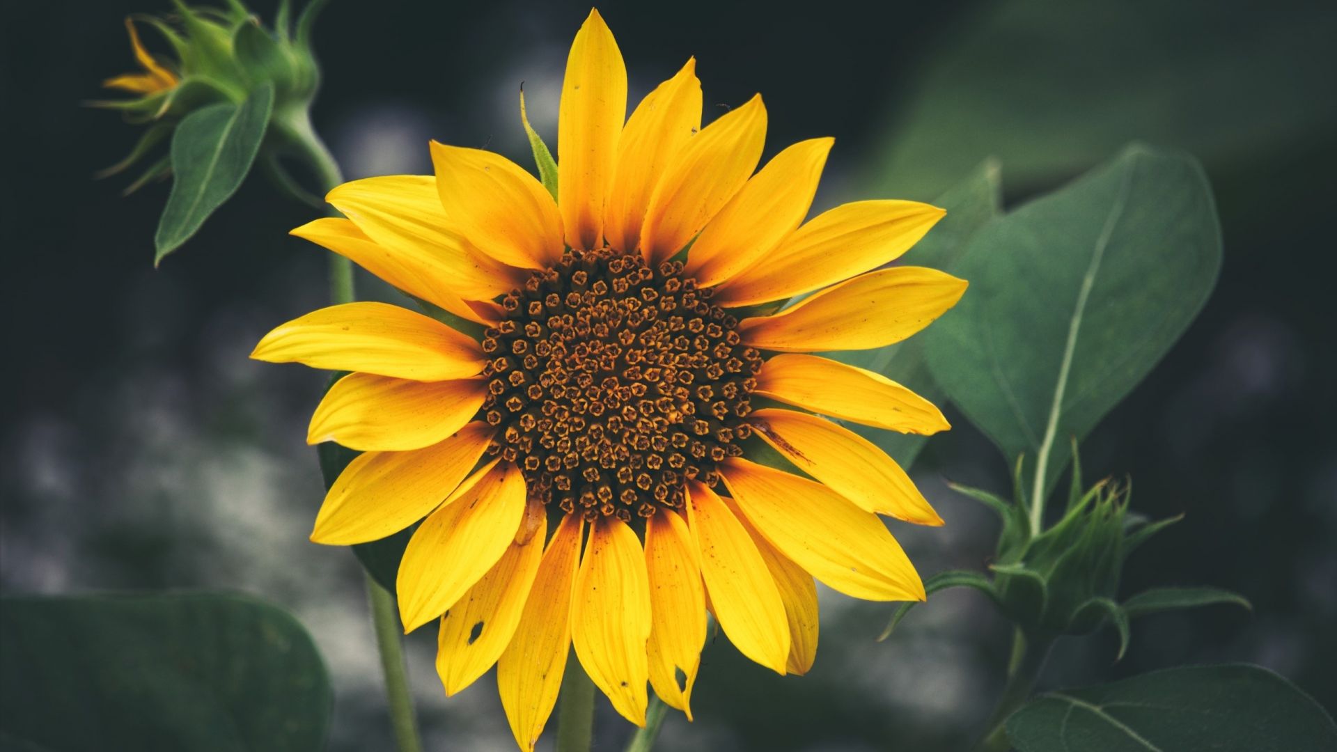 Wallpaper Sunflower of balboa park, closeup