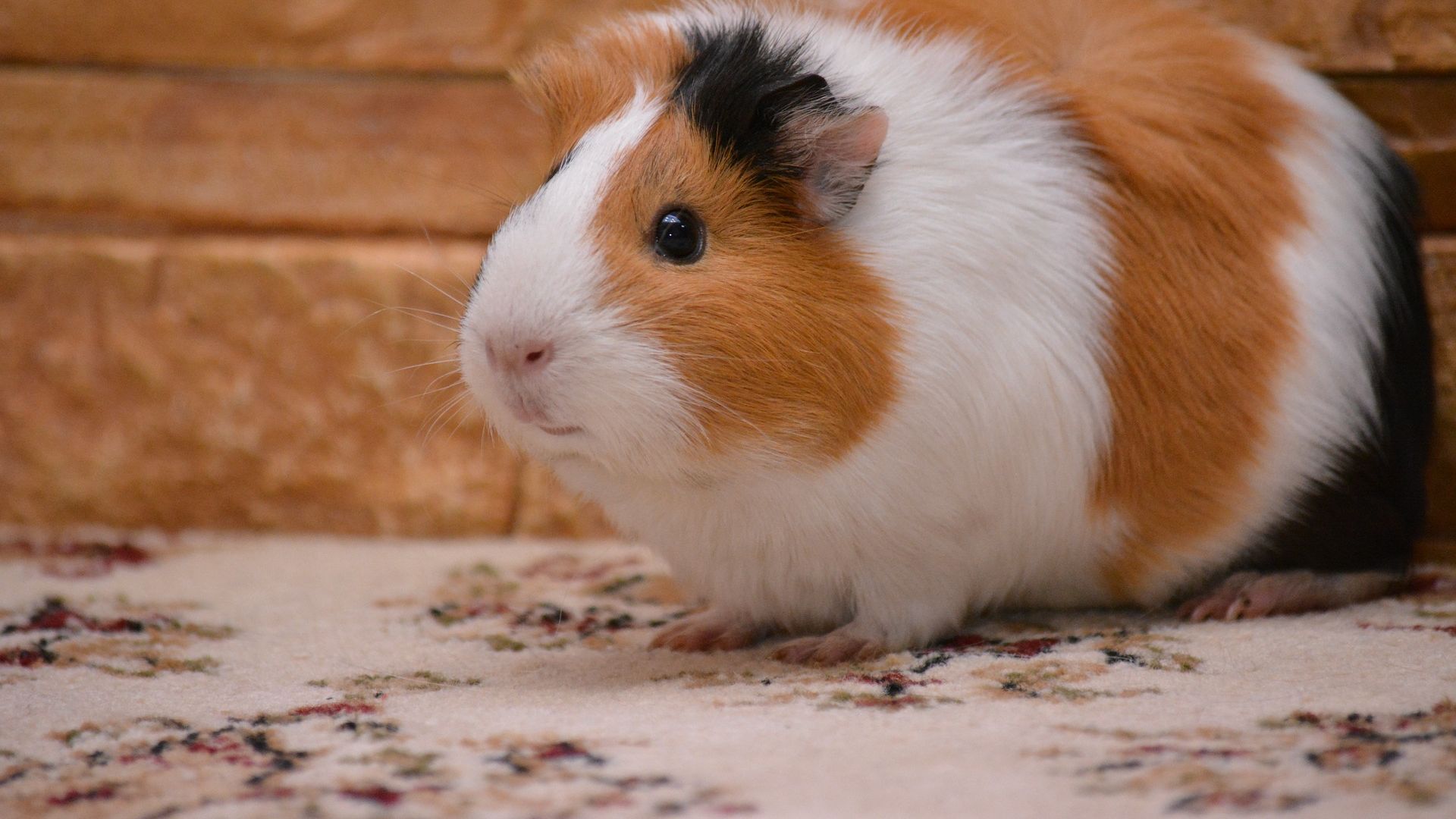 Wallpaper Guinea pig, rodent, furry, animal