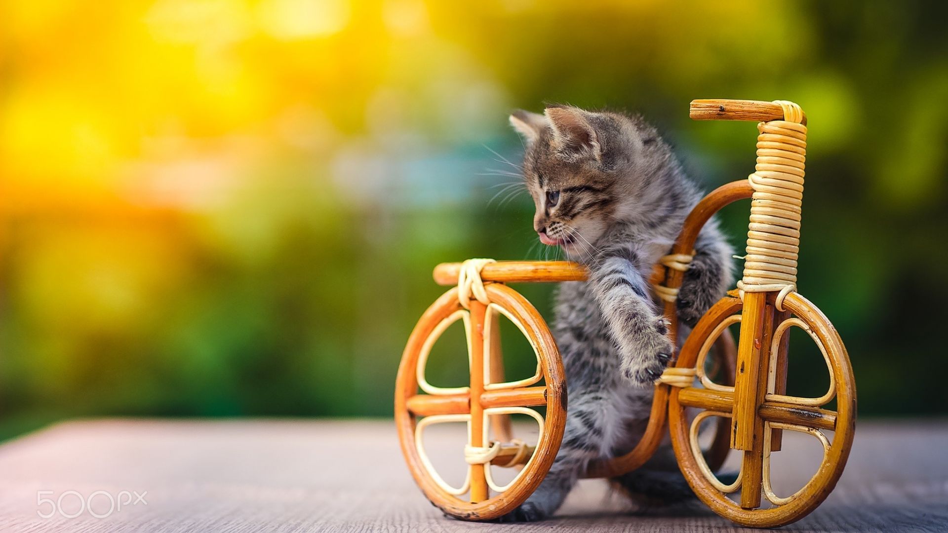 Wallpaper Kitten with cycle toy 