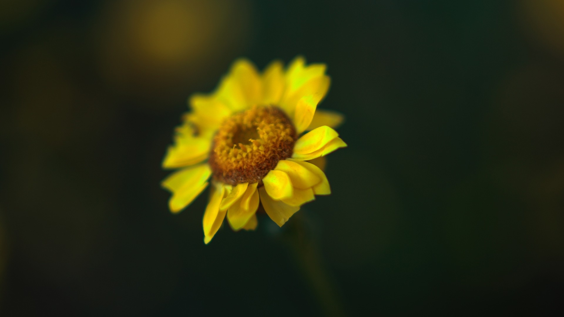 Wallpaper Sunflower petals glare blurred