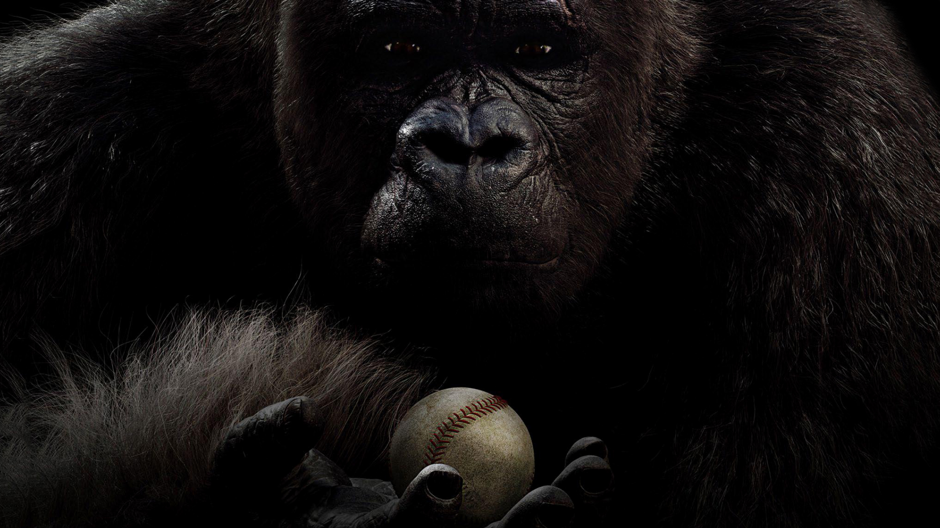 Wallpaper Gorilla, monkey, Mr. Go, 2013 movie