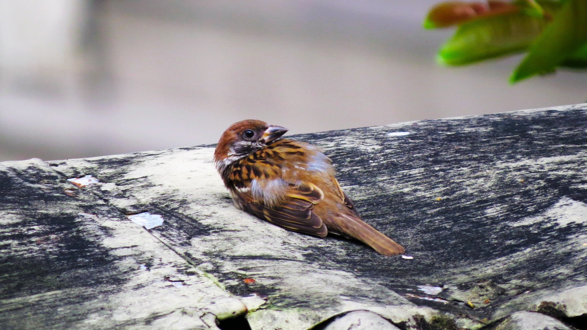 Wallpaper Bird sparrow