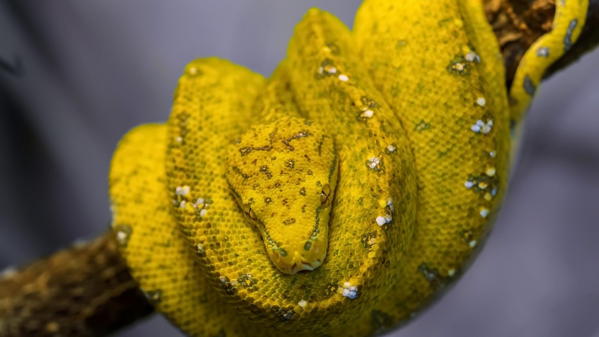 Wallpaper Yellow python, reptile