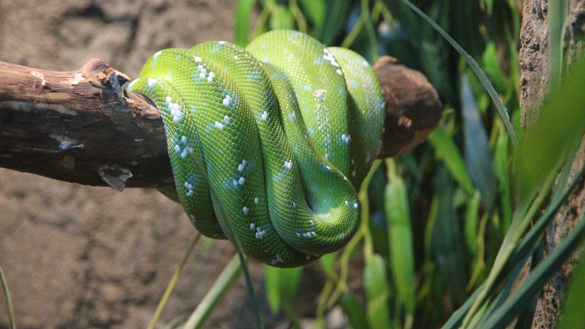 Wallpaper Boa green color snake