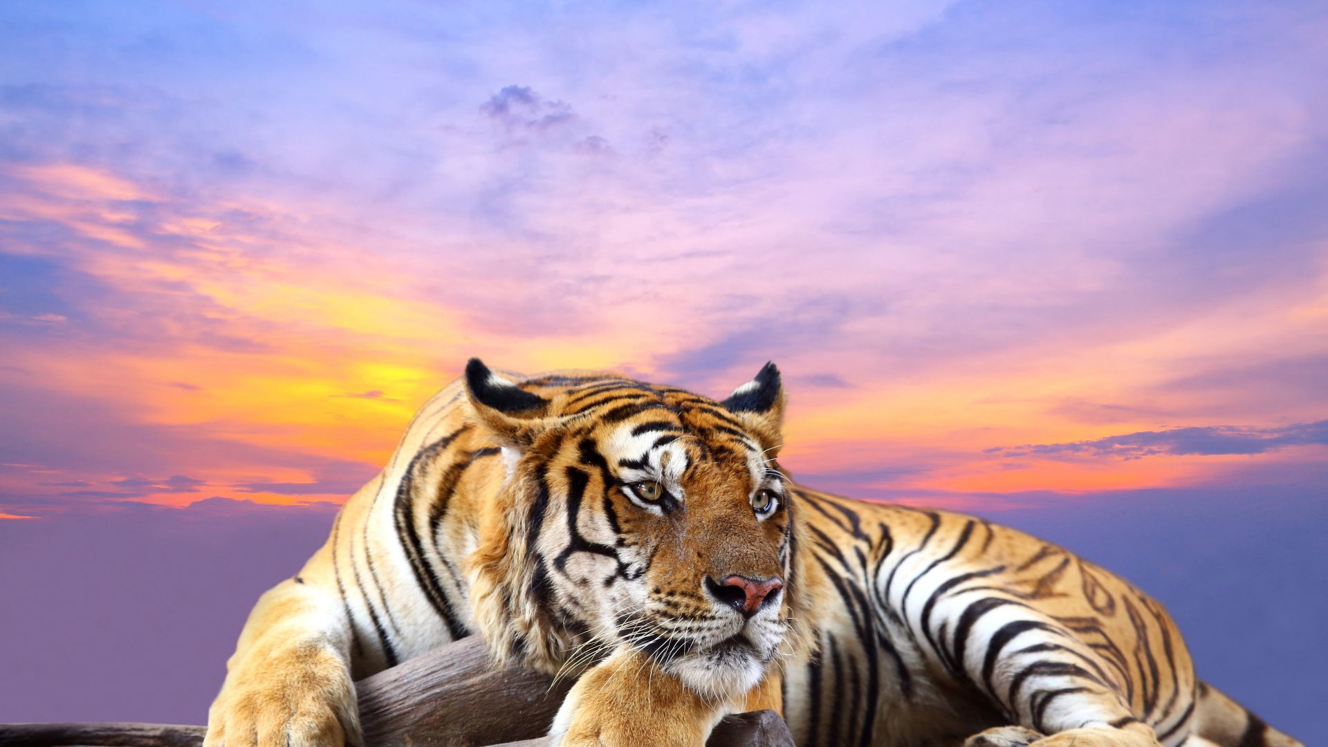 Desktop Wallpaper Tiger, Relaxing, Sitting, Sunset, Wild Animal, Hd Image,  Picture, Background, Gysabe