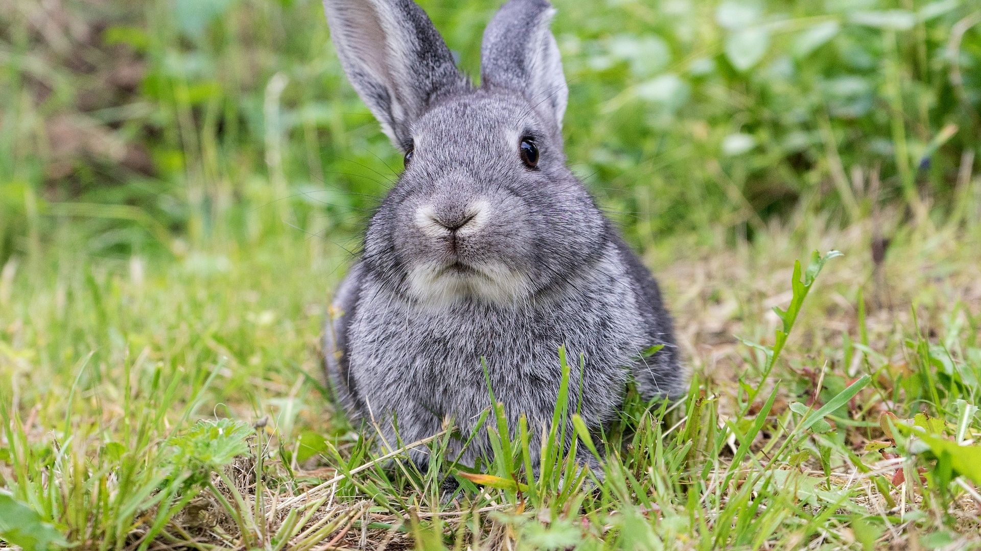 Wallpaper Cute bunny, rabbit, grass, meadow, hare