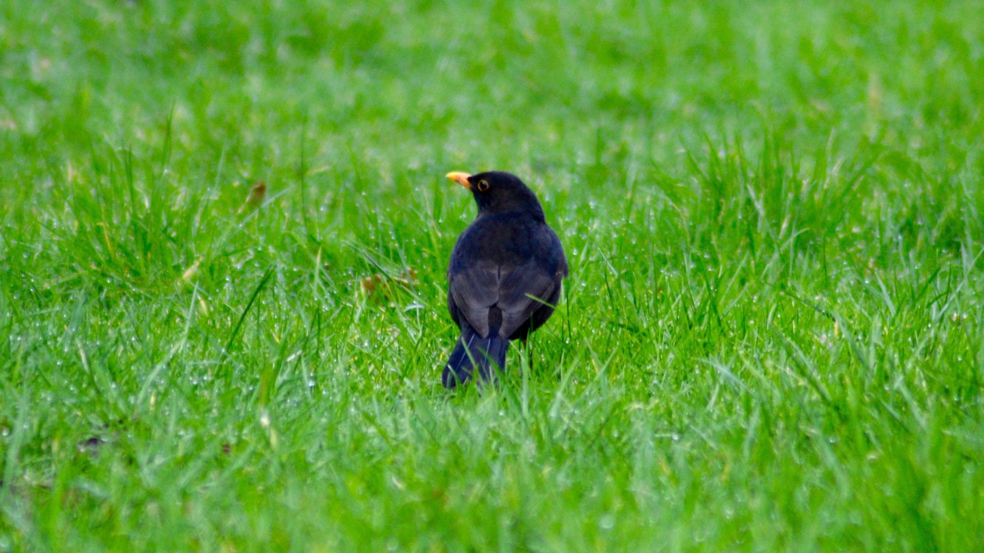 Wallpaper Blackbird, grass land, grass