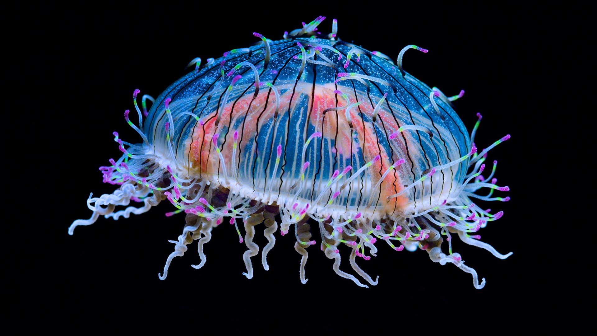 Wallpaper Colorful jellyfish, underwater, fish