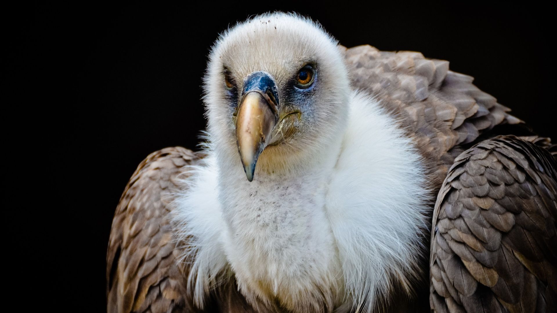 Wallpaper Vulture, bird, feathers, predator