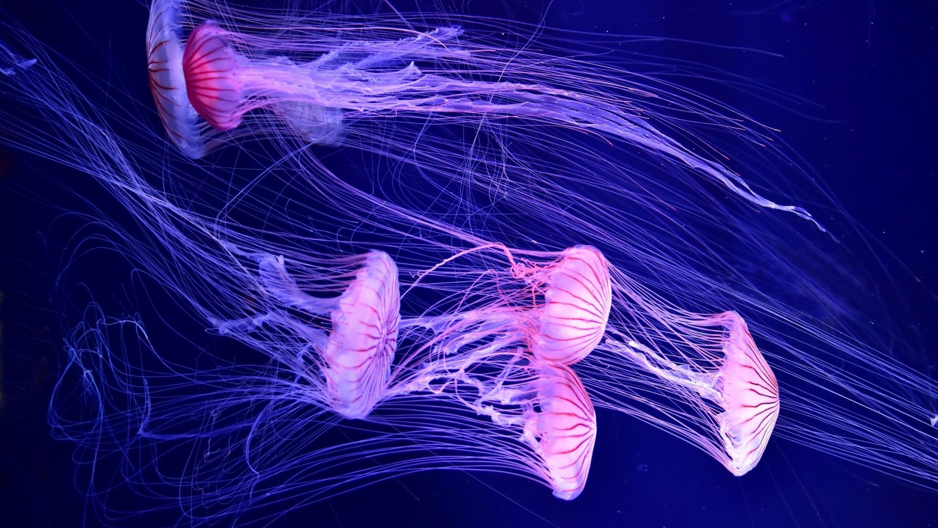 Wallpaper Amazing jelly fish under water