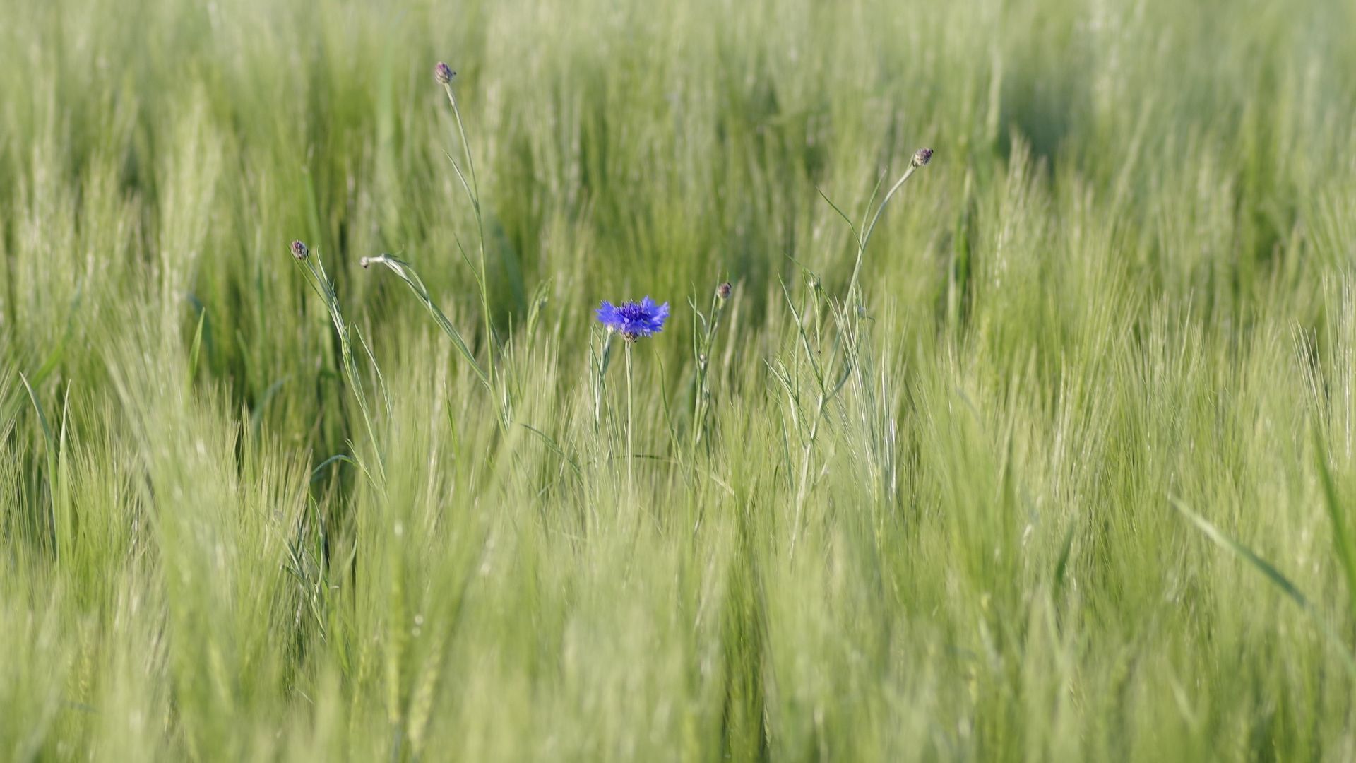 Wallpaper Corn flowers, grass, meadow