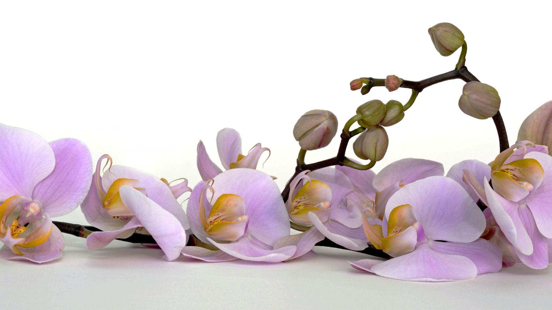 Wallpaper Orchid flower, blossom
