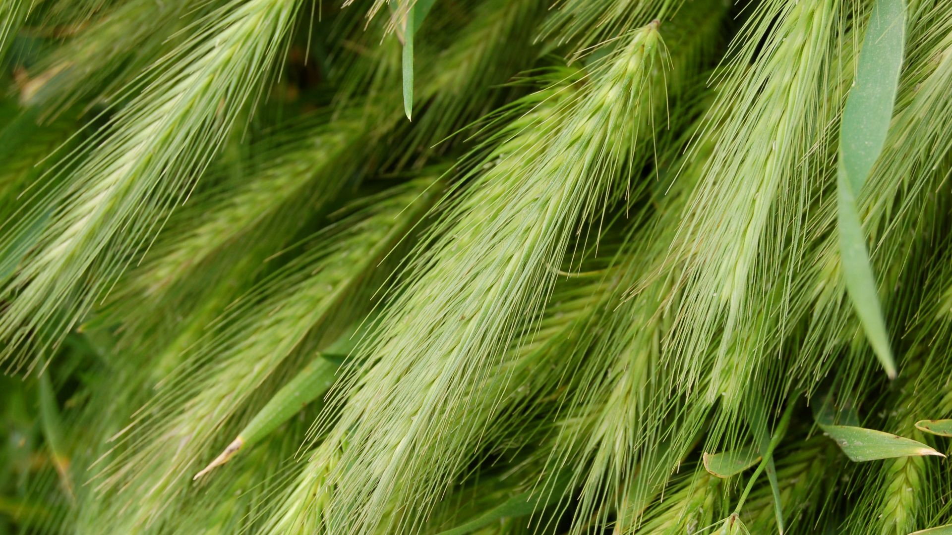 Wallpaper Wheat collection, threads