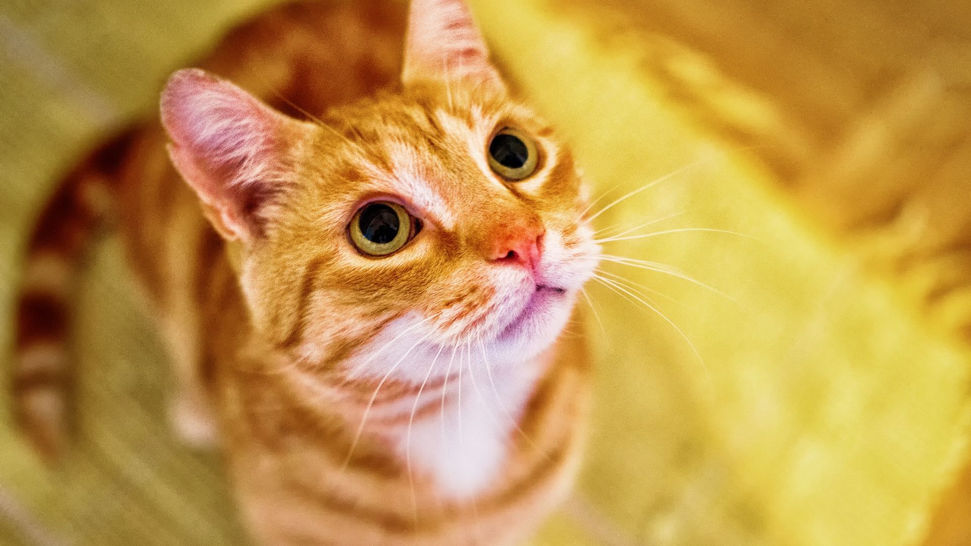 Wallpaper Domestic animal, cat, stare
