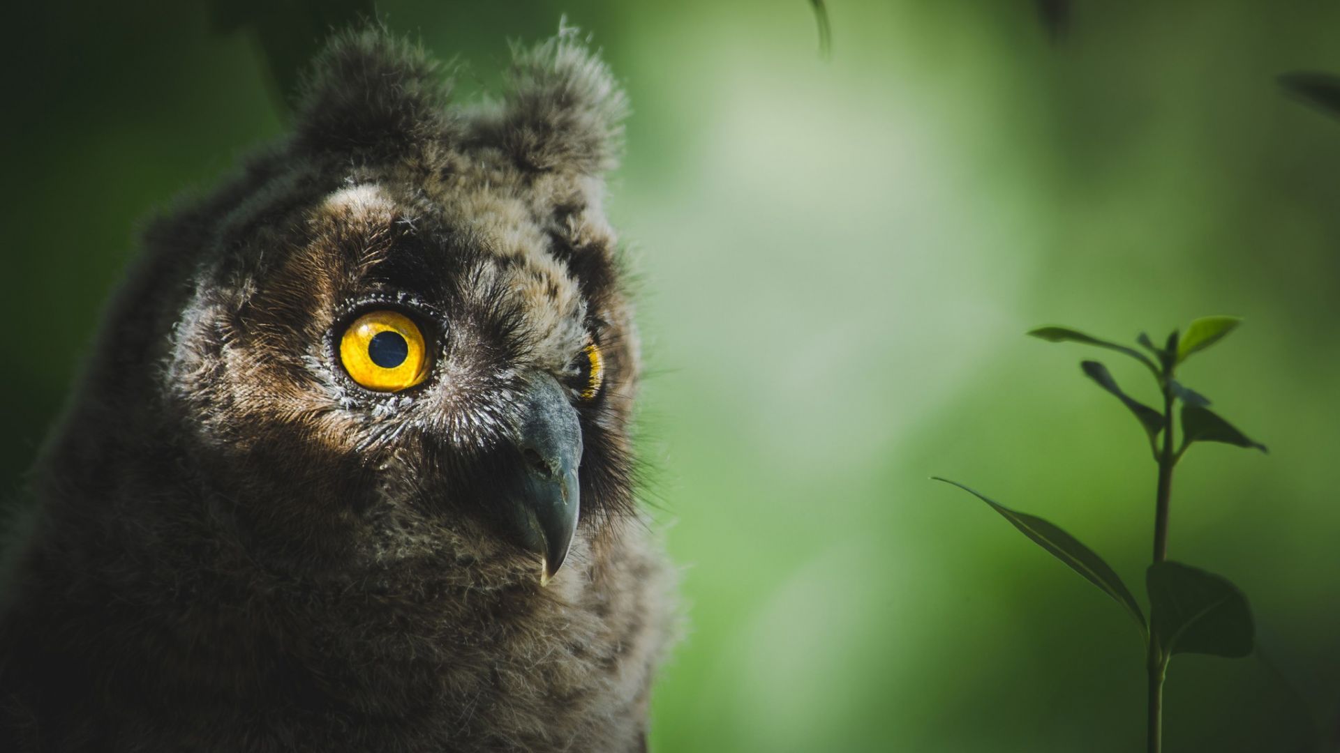 Wallpaper Owl bird close up