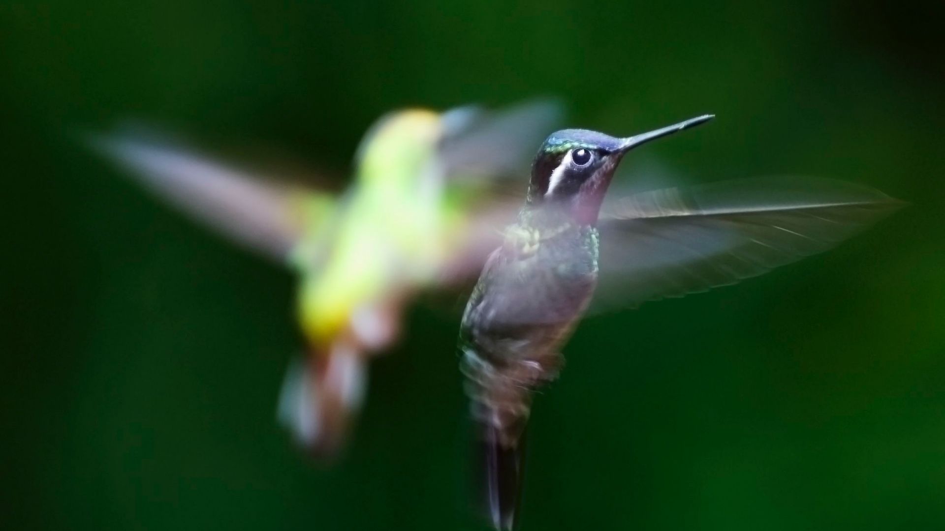 Wallpaper Hummingbird, wings, flying, birds, blur