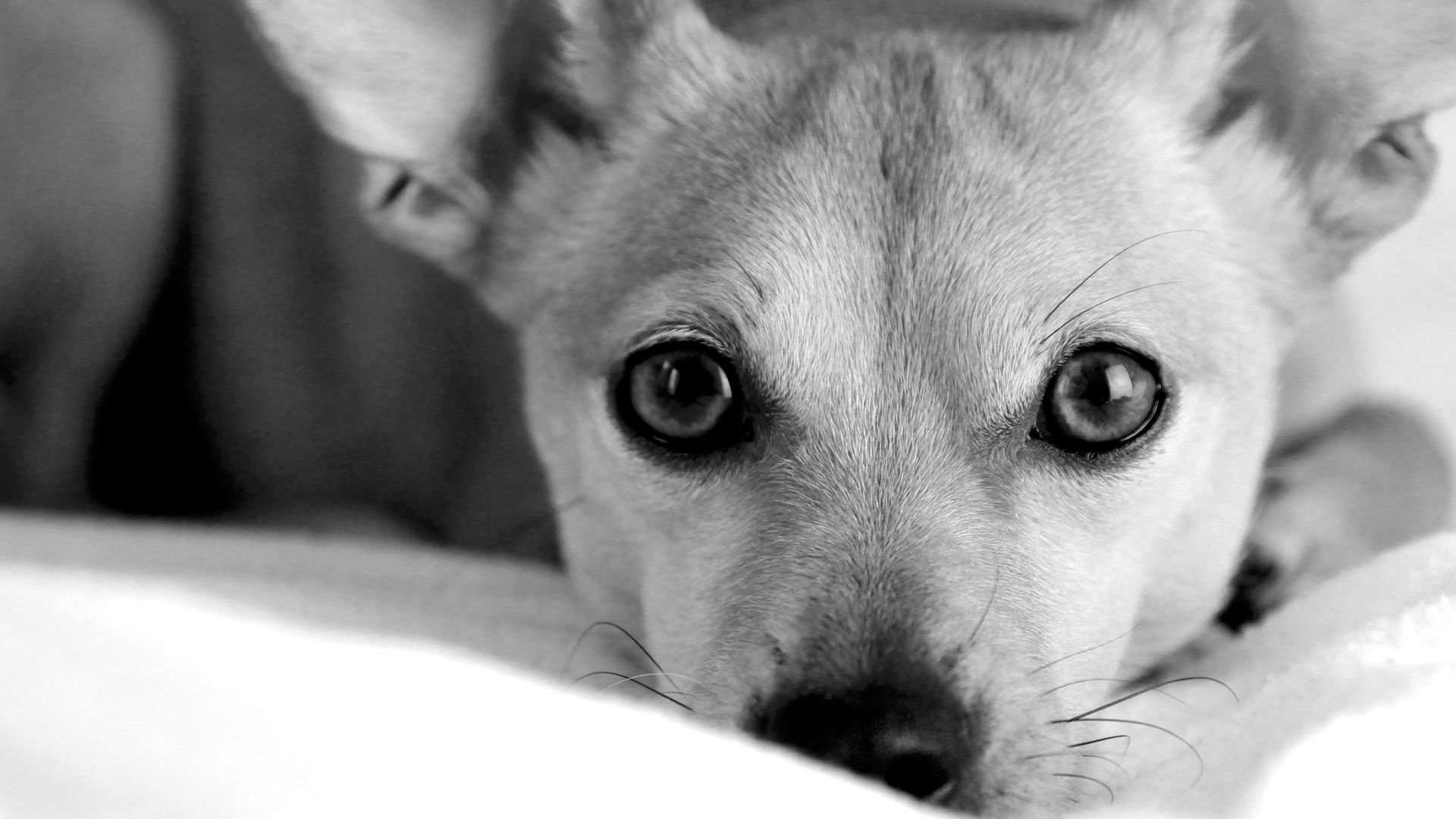 Wallpaper Pet dog muzzle, animal, monochrome