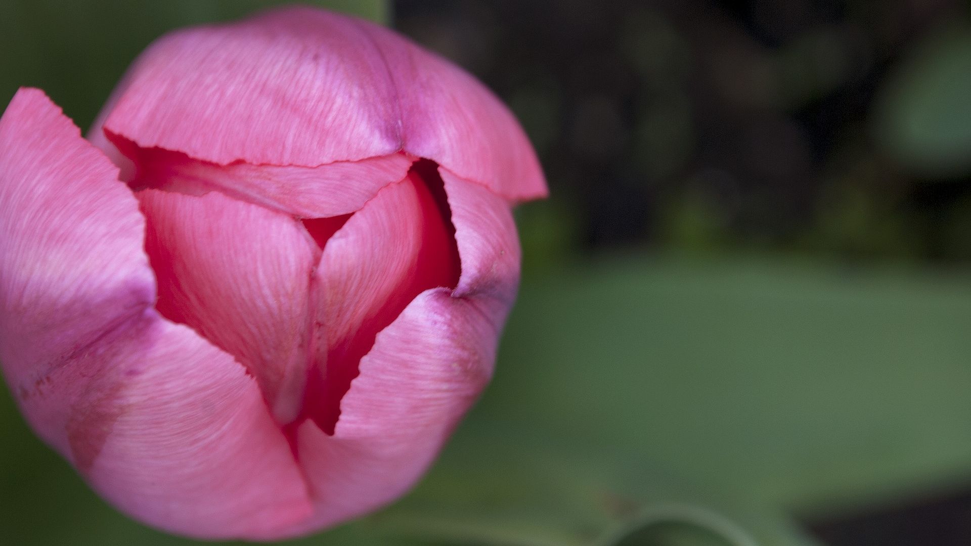 Wallpaper Pink tulip bud, flower, close up