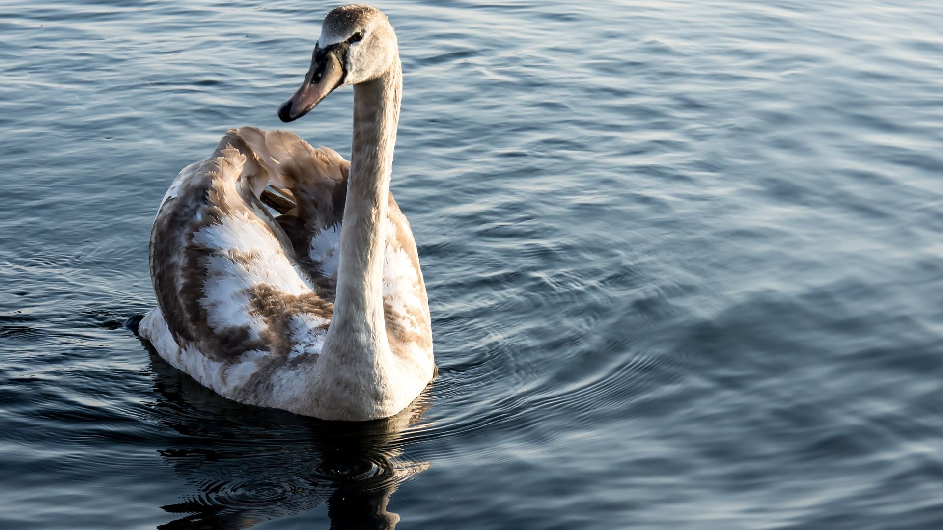 Wallpaper Swan bird, swimming