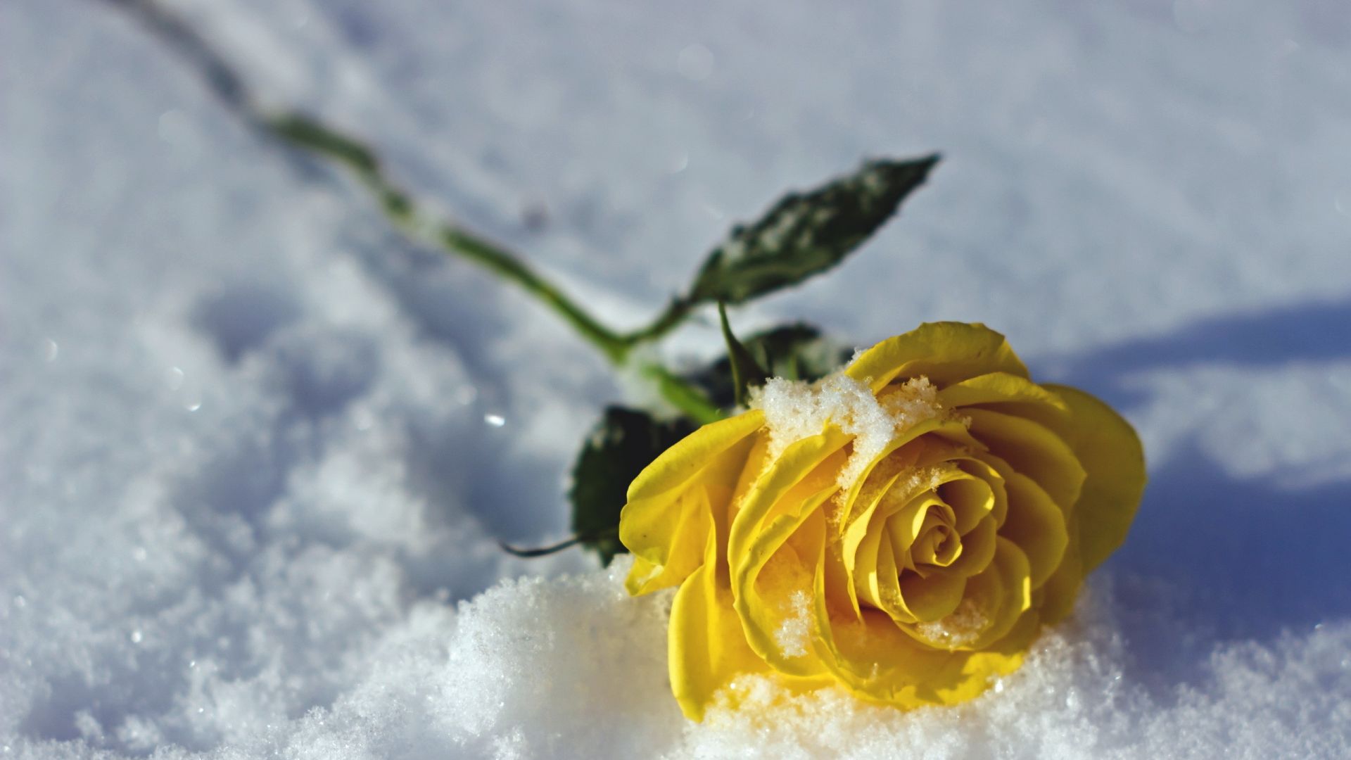 Wallpaper Yellow rose flower, snow, winter