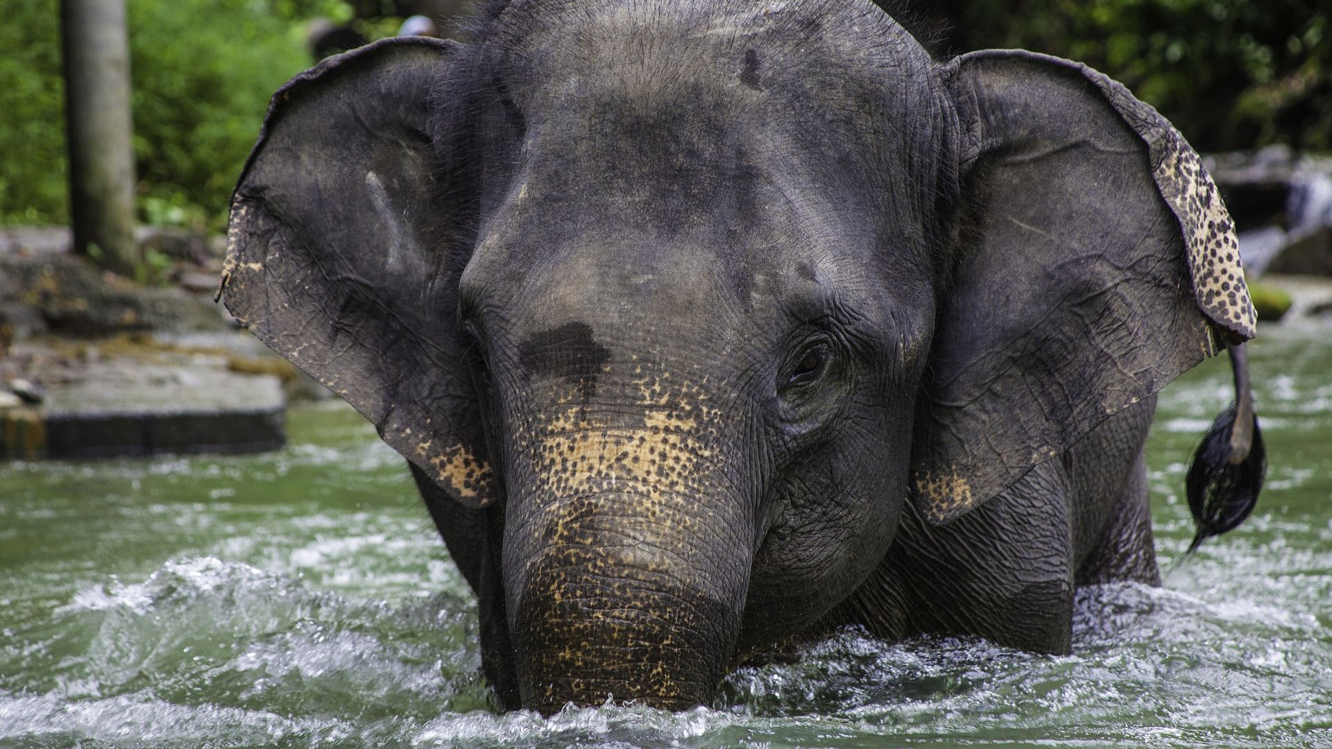Wallpaper Asian elephant, river, big animal