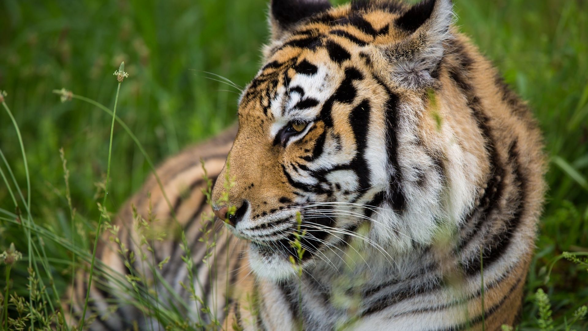 Wallpaper Tiger, predator, sitting, meadow