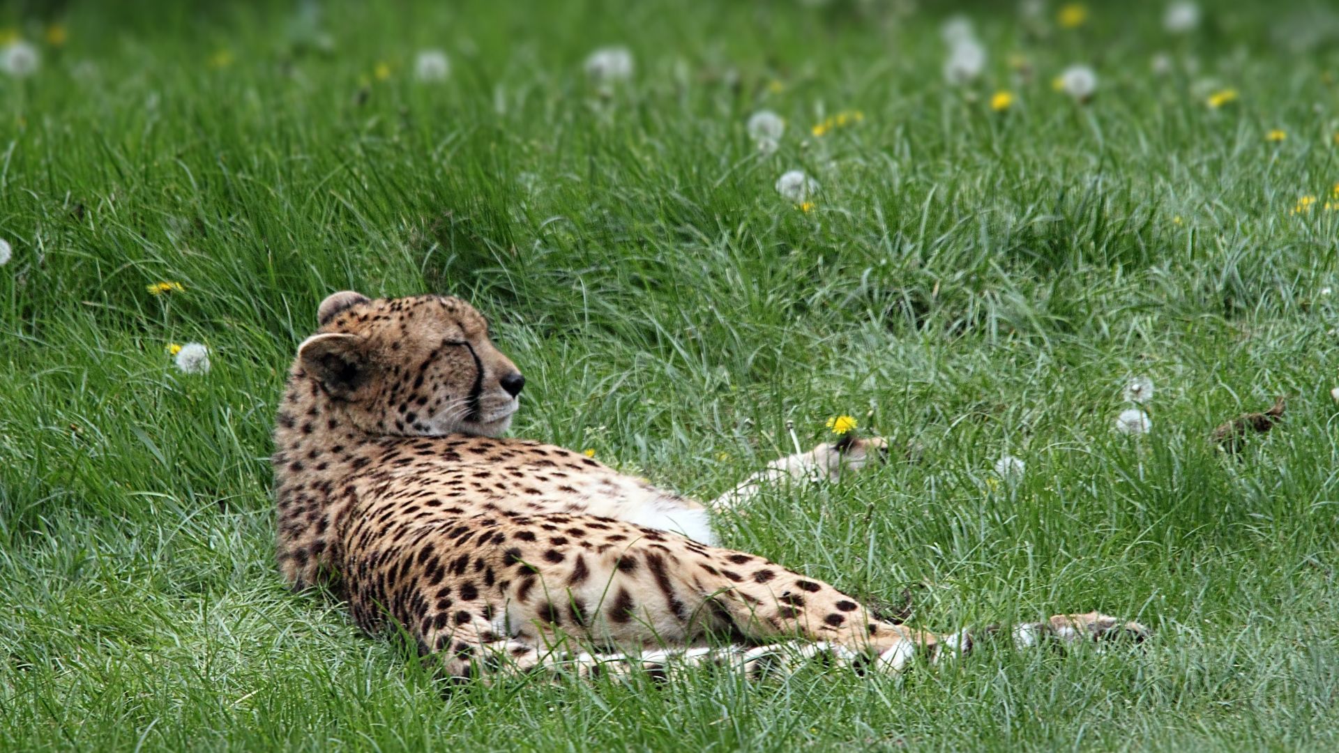 Wallpaper Cheetah predator grass lies