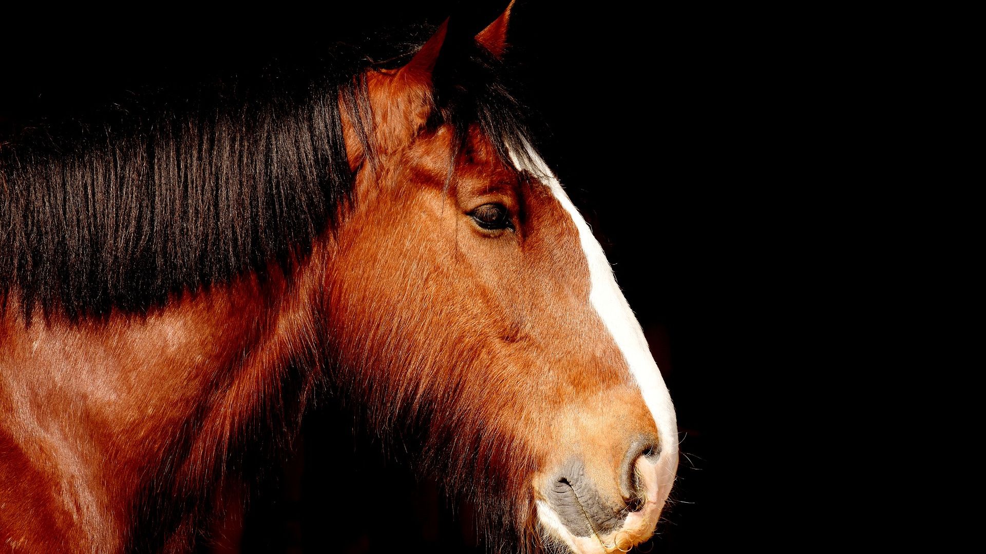 Wallpaper Shire horse, animal, portrait