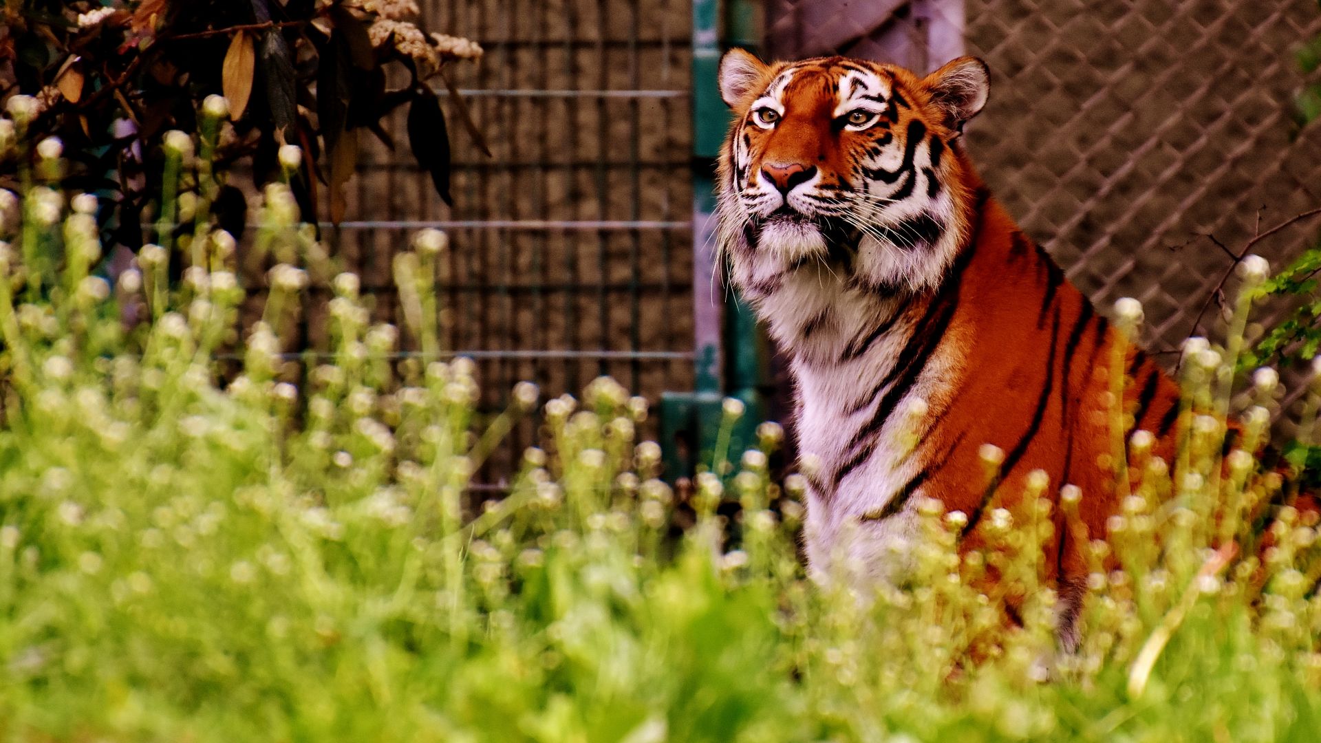 Wallpaper Tiger, big cat, meadow, stare