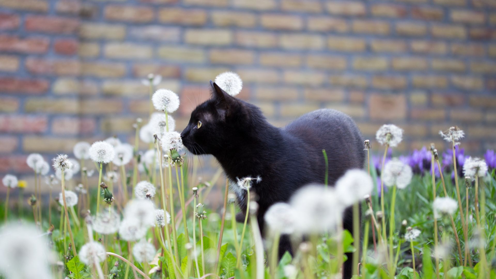 Wallpaper Black kitten, cat, plants, park