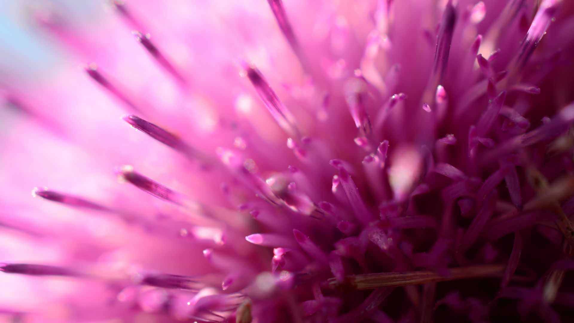 Wallpaper Pink flower, macro, pollen
