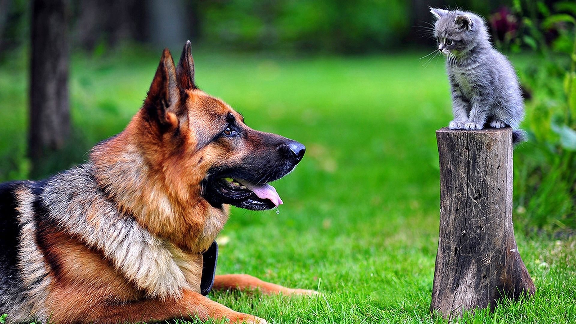 Wallpaper German shepherd Dog & cat in grass field