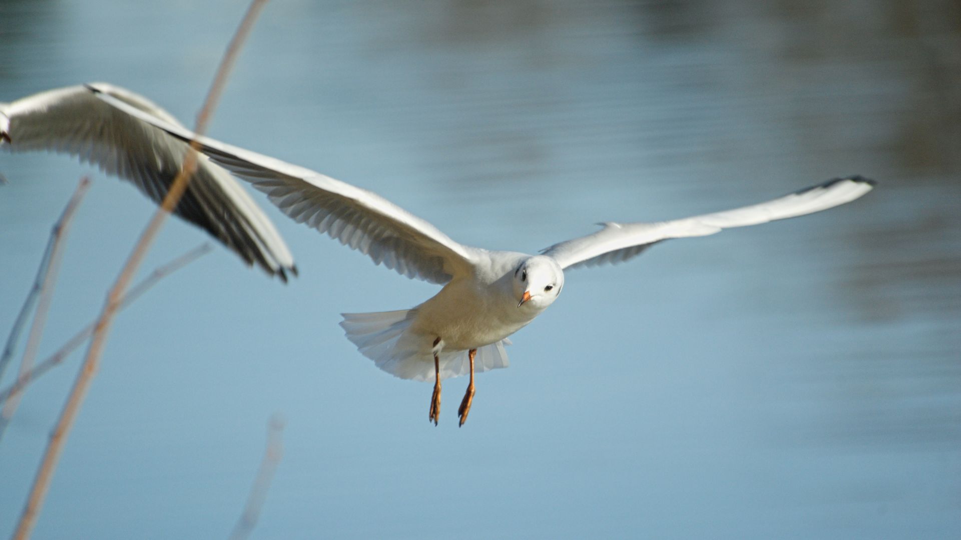 Wallpaper Seagull brid, fly, water bird