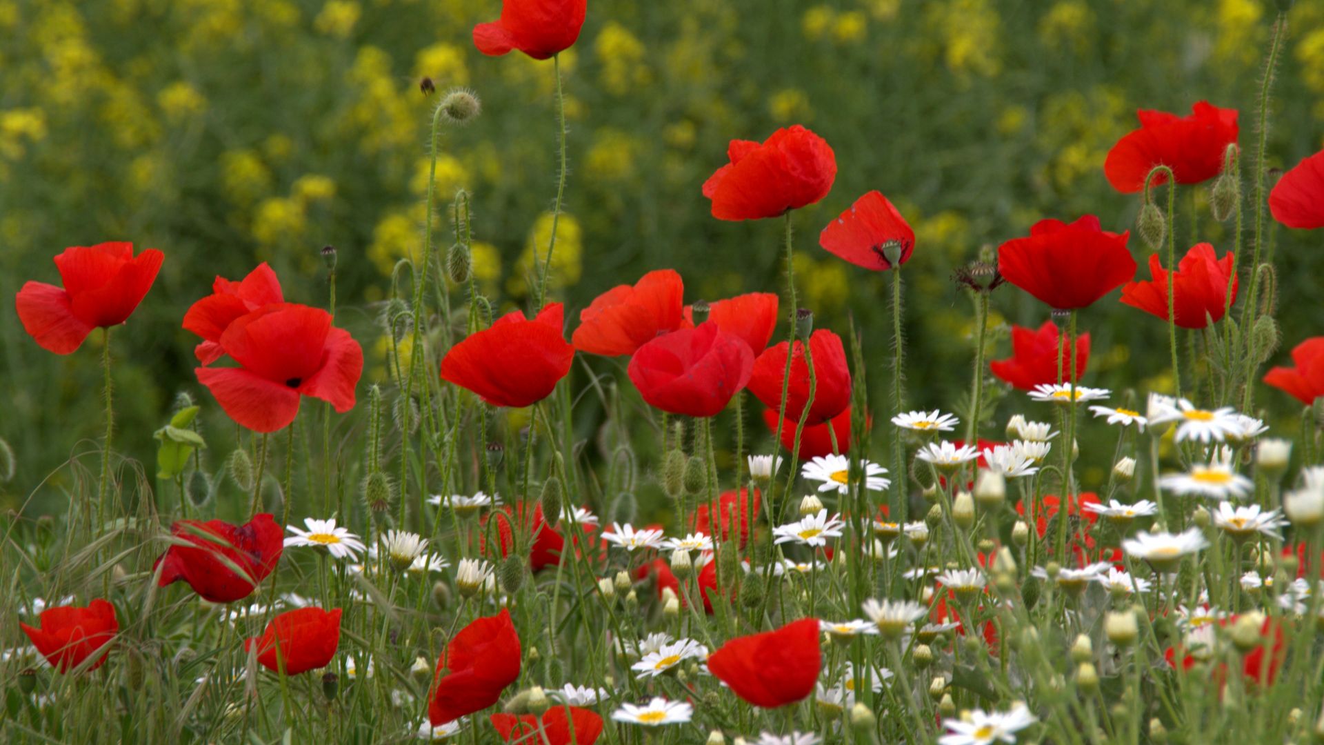 Poppy Flowers HD Flowers 4k Wallpapers Images Backgrounds Photos and  Pictures