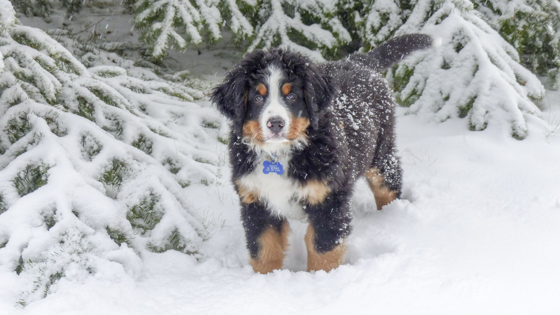 Wallpaper Bernese Mountain Dog, winter, snow, animal