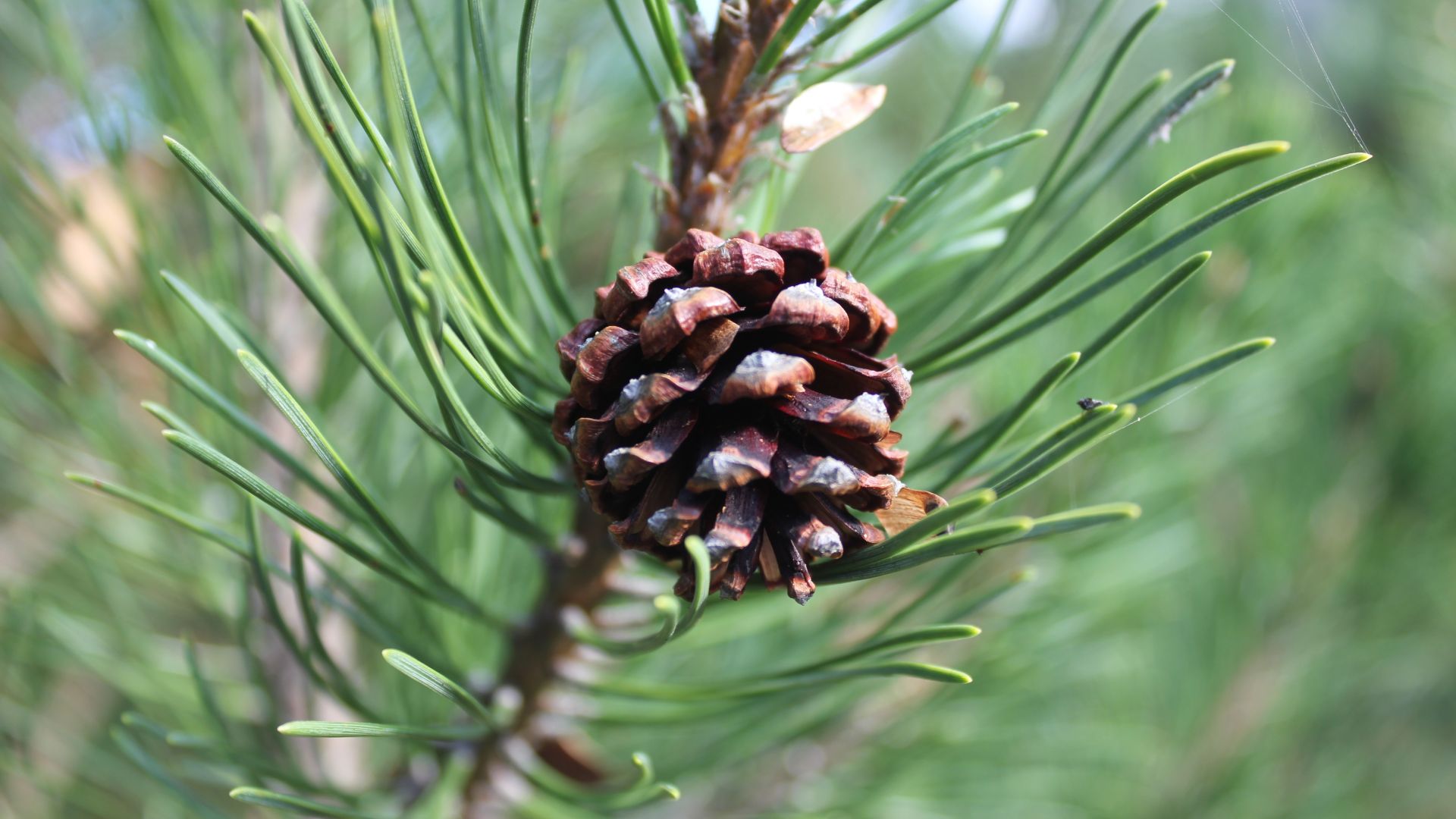 Wallpaper Pine cone