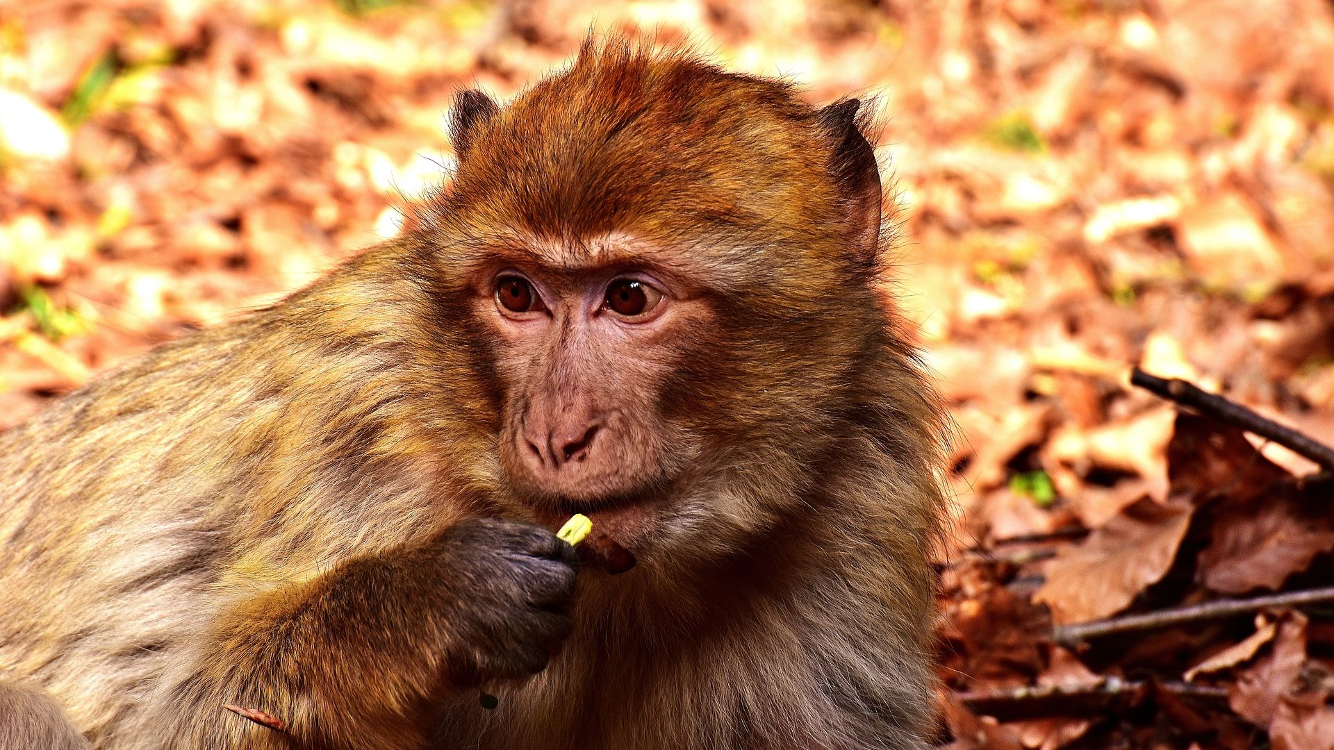 Wallpaper Barbary macaque, apes, monkey, wild animal