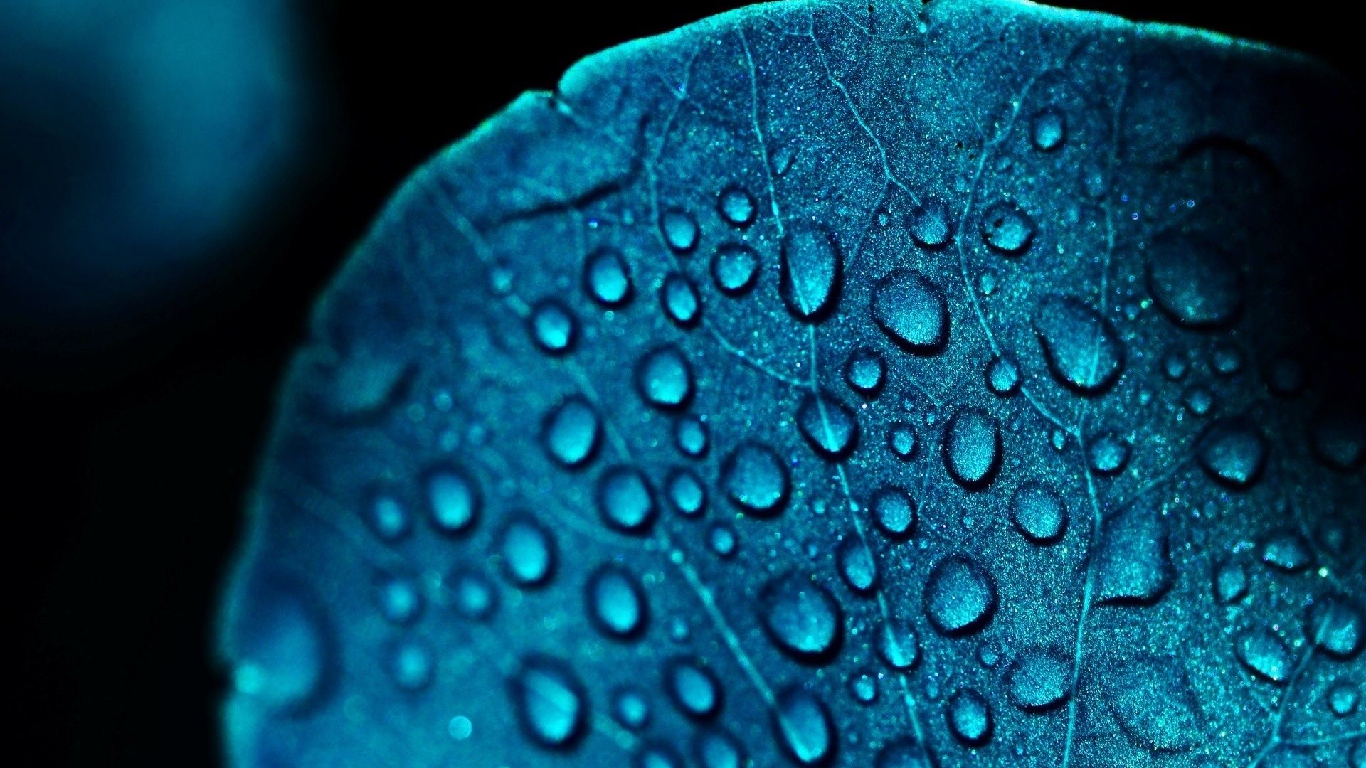 Wallpaper Water drops on blue flower